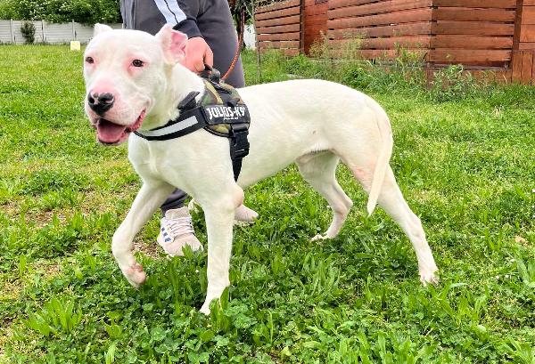 ALBINO DOGO ARGENTINO Foto 10